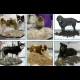Щітка для очищення вовни собак та кішок FURminator з кнопкою