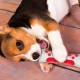 Гумова кісточка для собак Bone Toy Еластична гумова кістка для чищення зубів
