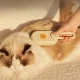 Електрична парова щітка масажер 3 в 1 для вичісування собак та котів Steamy Brush З USB зарядкою