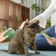 Парова акумуляторна щітка-масажер для вичісування тварин Pet comb Зелена